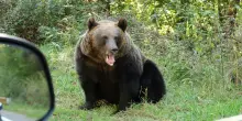 Attaccato da un orso: motociclista italiano morto in Romania. “Tentava di dargli cibo”