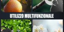 Forbici elettriche VerdeCut: l’accessorio PERFETTO per la cura del tuo giardino (sconto e coupon su Amazon)