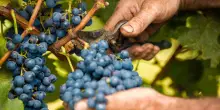 Vendemmia di qualità ma produzione a più velocità, al Sud +20%