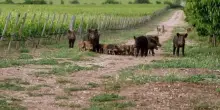 Danni agricoli in Piemonte: 4,5 milioni di euro per il 2024 causati dalla fauna selvatica
