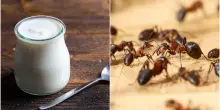 C’è anche lo yogurt fatto con... le formiche, ed è buono. Parola di chef stellato