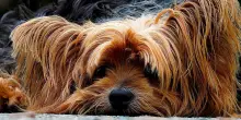 Animali domestici in cabina: Enac aggiorna le norme per il trasporto aereo