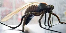 Un caso di West Nile, rientrata dalle vacanze