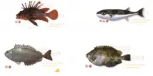 Il pesce scorpione e le altre pericolose specie aliene che stanno invadendo i nostri mari