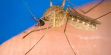 Nel Lazio attualmente 20 casi di West Nile, tutti a Latina