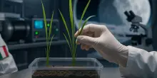 ASI presenta Moon-Rice: il progetto che porterà il risotto nello spazio