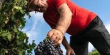 Una boutique winery per ottenere la qualità