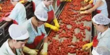 Mutti assume per la campagna del pomodoro