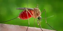 Incubo West Nile nel Lazio. Muore un’anziana, altri sei casi