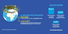 Specie aliene, “Mediterraneo mare più invaso al mondo”. Ma ci sono anche gli intrusi buoni