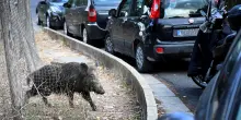 Si scontra in moto con un cinghiale, muore 59enne all'isola d'Elba