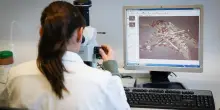 Virus West Nile, 12 nuovi casi nel Lazio, tutti a Latina. I sintomi a cui prestare attenzione