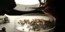 West Nile, salgono a 7 le vittime nel Lazio, primo caso di contagio rilevato a Roma