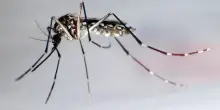Virus West Nile: 7 nuovi casi nel Lazio, due alle porte di Roma