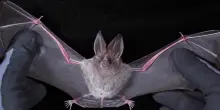 Viene morso da un pipistrello, un uomo muore per una "rara infezione" simile alla rabbia