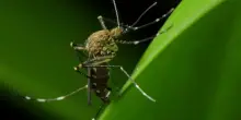 Virus Chikungunya, nuovi casi nel Veronese: le disinfestazioni