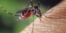 West Nile, a Rovigo la prima vittima veneta del virus