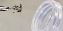 West Nile, i casi nel Lazio, Piemonte, Emilia e Veneto: “Il virus circola"