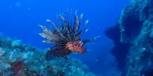 Allerta per il pesce scorpione, le quattro minacce di "specie aliene" dei nostri mari