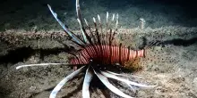 Alberto Luca Recchi: il pesce scorpione nei nostri mari? Smettiamola di pescare a strascico