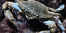 Granchio blu, l'invasore del mare diventa paté per gatti e cani