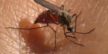 Trappole per zanzare contro il virus West Nile: piazzate al crepuscolo