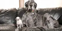 Reggie e Pearl, record di tenerezza: il cane più alto e il più basso del mondo s'incontrano