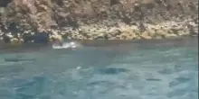 Una foca monaca fa capolino a Capri