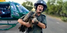 Sudafrica, strage di avvoltoi avvelenati con pesticidi: i ranger ne salvano 83 in extremis