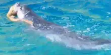Nuovo avvistamento di una foca monaca: il video mentre mangia una murena nel mare di Ischia