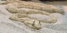 Morso da una vipera della sabbia che custodiva illegalmente in casa, riceve una multa di 4.500 euro