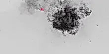 Fucilieri d'armata motorizzata russa inceneriscono un drone Baby Yaga ucraino: video
