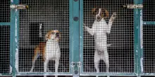 Il Senato approva ddl per reati contro gli animali: pene più severe per chi maltratta