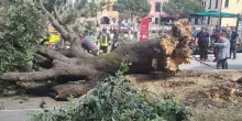 Venezia, albero si abbatte a Piazzale Roma e travolge diverse persone: sette feriti, uno è grave