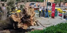 Venezia, crolla un grosso leccio: 12 feriti di cui due gravi, una mamma in terapia intensiva