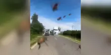 Milioni di api scappano da un camion dopo un incidente, il video