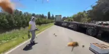 14 milioni di api si liberano dal camion che le stava trasportando