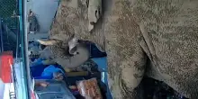 Thailandia. Elefante a caccia di uno spuntino "fa irruzione" in un minimarket e ruba degli snack