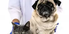 "Pet Anatomy", il coraggio di chi cura e l’amore di chi aspetta. In 8 puntate, l'amore per i pet