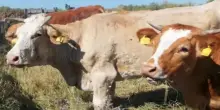 Primo caso di dermatite nodulare nei bovini in Sardegna: "Subito un'unità di crisi"