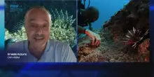 Specie aliene nei nostri mari, quali sono e che rischi portano