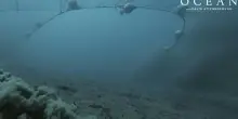 Le immagini shock della pesca a strascico nel film di Attenborough: Londra annuncia il divieto