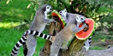 Caldo torrido: per gli animali del Bioparco arrivano ghiaccioli di frutta e yogurt