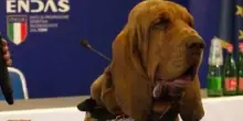 Il cane eroe Bruno ucciso da un boccone con i chiodi. Aveva salvato 9 persone