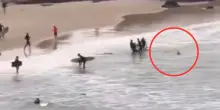 Surfista salvato dall'attacco di uno squalo che l'ha inseguito fino a riva, il video