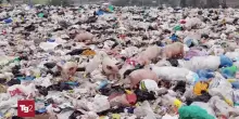 Rapporto Legambiente, crescono le ecomafie: 40mila reati contro l'ambiente nel 2024