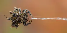 Ecuador, scoperti in Amazzonia due nuove specie di ragni tessitori