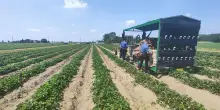 Incidente in azienda agricola ferrarese, muore a 44 anni schiacciata da un trattore