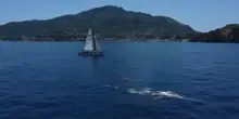 Lo spettacolo delle balenottere al largo di Ischia: non accadeva dal 1997