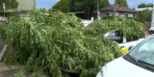 Maltempo, cadono degli alberi sulle auto davanti all'ufficio postale di Legnano nel Milanese